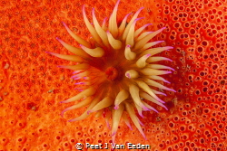False plum sea anemone on a red sponge by Peet J Van Eeden 